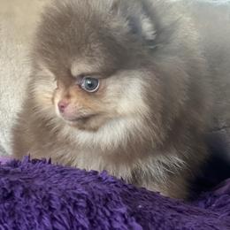 Peanut - Chocolate and tan male Pomeranian puppy in Brentwood, California from Royalpawpoms