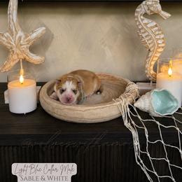 Rio - Red and white male Siberian Husky puppy in Lodi, California from Wolves with Amor