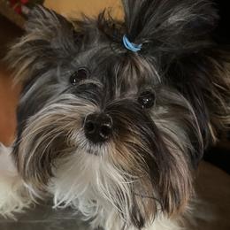 Biewer Terrier All Grown Up from Miabella Biewer
