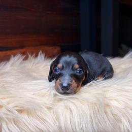 Dottie - Black and tan female Dachshund puppy in Washburn, Tennessee from Clinch Mountain Dachshunds