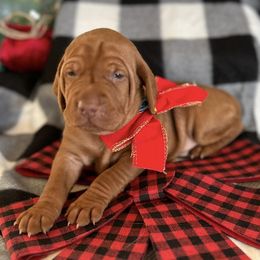 Vizslas from Cortines' Vizslas