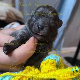 Cookie - Blue female Pomeranian puppy in Plantersville, Texas from Endure Farm Inc