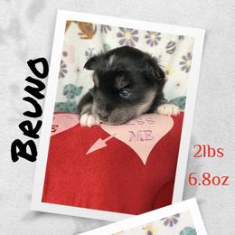 Bruno - Black male Pomsky puppy in Marshall, Minnesota from Miles of Smiles Pomskies