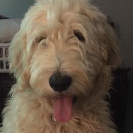 Goldendoodle All Grown Up from Southern Coast Goldendoodles