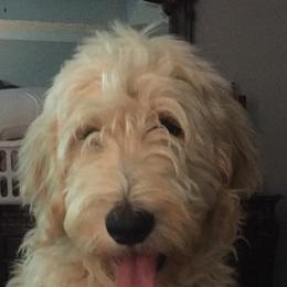Goldendoodle All Grown Up from Southern Coast Goldendoodles
