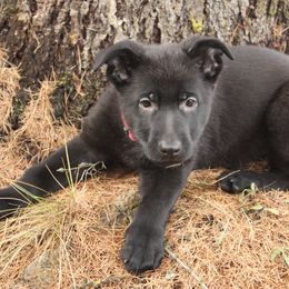 German Shepherd Puppies from Thornock Shepherds