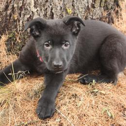 German Shepherd Puppies from Thornock Shepherds