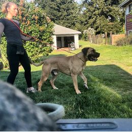 Boerboel All Grown Up from Romboel Farm Dogs