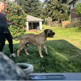 Boerboel All Grown Up from Romboel Farm Dogs