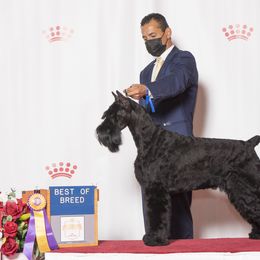 Giant Schnauzers from Grand Design Giant Schnauzers