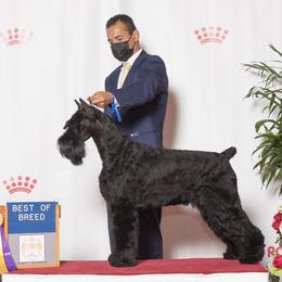 Giant Schnauzers from Grand Design Giant Schnauzers