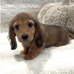 Max - Cream male Dachshund puppy in Santee, California from Miniweeniedoxies