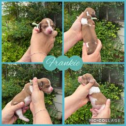 Frankie - Cream male Dachshund puppy in Wichita Falls, Texas from Long Dogs in The Falls