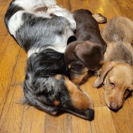 Dachshund Puppies from Lucky Dachshunds