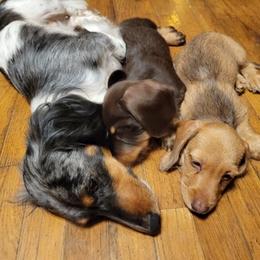 Dachshund Puppies from Lucky Dachshunds