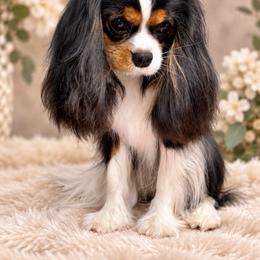 Gigi - Cavalier King Charles Spaniel