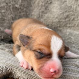 Reserved - Sable male American Corgi puppy in Pioneer, Michigan from Country Corners Corgis