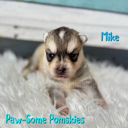 Mike - Silver male Pomsky puppy in Krum, Texas from Paw-Some Pomskies