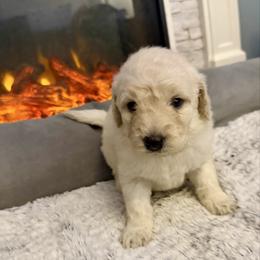 Amy - Cream female Goldendoodle puppy in Pensacola, Florida from Goldendoodles Love You in Pensacola Friend Edition