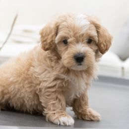 Maltipoo, Shichon, and Shihpoo Puppies from Timbercreek Puppies