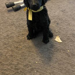 Poodle Puppies from Turkhaven
