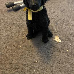 Poodle Puppies from Turkhaven