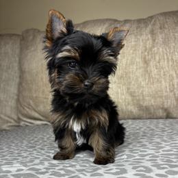 Blue Boy READY NOW - Black and tan male Yorkshire Terrier puppy in Cornelia, Georgia from Kruz Kennels