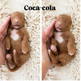 Coca-cola - Red  male Poodle puppy in Mesa, Arizona from Desert Doodles
