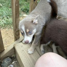 Bella - Tri-color female Pomsky puppy in Orange, Virginia from Fluff and Feathers