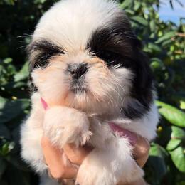 Tricolor - Tricolor male Shih Tzu puppy in El Paso, Texas from Paws Of Beauty