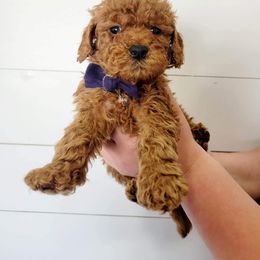 Goldendoodle Puppies from Life_on. Paws