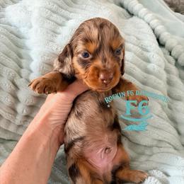 Kevin O'Shea - Dapple male Dachshund puppy in Horatio, Arkansas from Rockin F6 Miniature Dachsunds