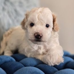 Spike - Black and white male Aussiedoodle puppy in Prescott Valley, Arizona from Ramirez Family Doodles