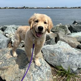 Golden Retriever Puppies from Ruff Life Goldens