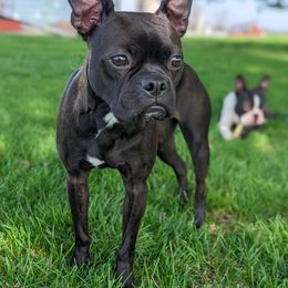 Boston Terriers from Royal Boston's
