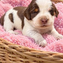 Female 2 - Tri-Roan female English Springer Spaniel puppy in Fairfield, California from Goldridge Springers