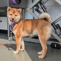 Rangi - Red female Shiba Inu puppy in Marshall, Minnesota from Tobitatsu Shiba Inu