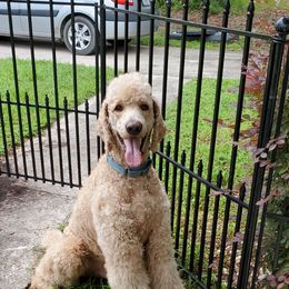Poodle Puppies from Deborah Busch Poodles