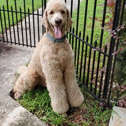 Poodle Puppies from Deborah Busch Poodles