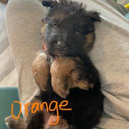 Orange - Black and red female German Shepherd puppy in Chelmsford, Massachusetts from Farrenhaus