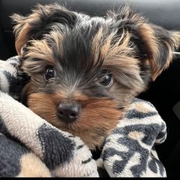 Yorkshire Terrier puppies from X-F Kennels