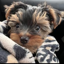 Yorkshire Terrier puppies from X-F Kennels
