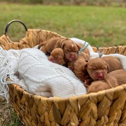 Golden Retriever Puppies from Pawmetto Goldens