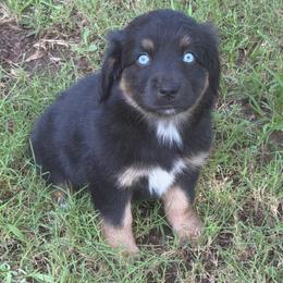 Midnight - Black & white female Australian Shepherd puppy in Harrah, Oklahoma from Kamm's Aussies