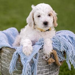 Boy 3 - Parti male Goldendoodle puppy in Jacksonville, Oregon from SS Goldendoodles