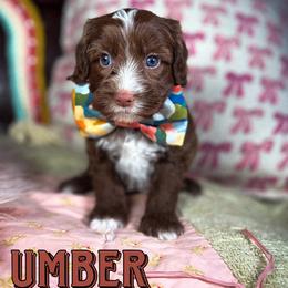 Umber - Chocolate male Australian Labradoodle puppy in Decatur, Alabama from Southern Meadows Doodles
