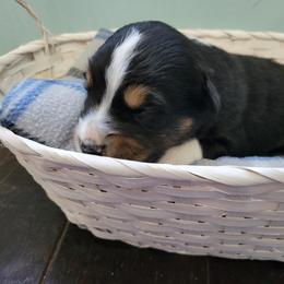 Oso - Australian Shepherd puppy in Chillicothe, Ohio from Cosmic Aussies