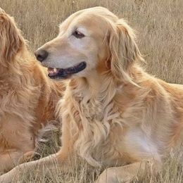 Golden Retrievers from Texas Heart Goldens