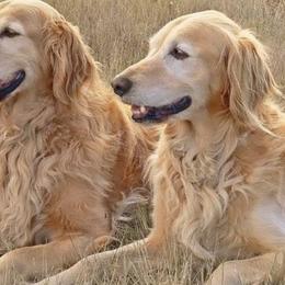 Golden Retrievers from Texas Heart Goldens