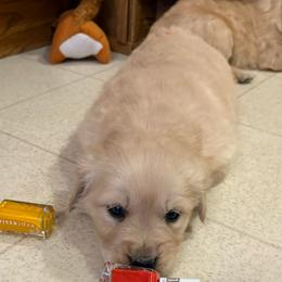 Ramie - Golden female Golden Retriever puppy in Grant County, Indiana from On The Sunny Side Pavey Farms